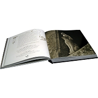 Большая книга кошек